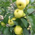apple yellow delicous