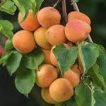 appricot blenheim