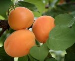 apricot morpark