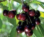 cherry black tartarian