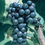 grape glenora