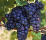 grape sueben