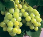 grape_white_niagra