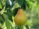 pear keiffer