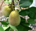 pear warren