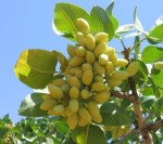 pistachio kerems