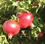 pomegrante