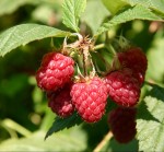 raspberry amity